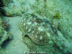 Yellow sand ray on the Inside Reef at Lauderdale  by the ... by Michael Kovach 